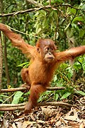 Orang utan