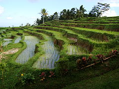 Balinese subaks