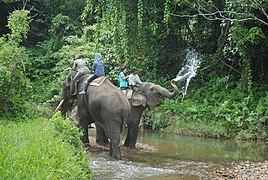 Elephant Patrol at Pemerihan Bukit Barisan Selatan National Park