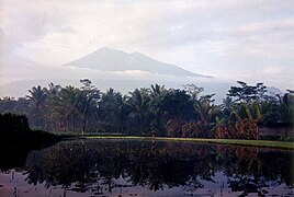 Merbabu with ricefields at the foreground