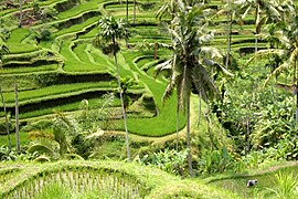 Paddy field in Bali