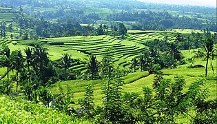 Balinese subaks