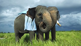 Elephants in Kerinci Seblat National Park