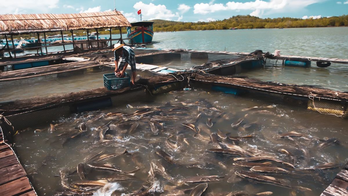 Importing aquafeed into Vietnam